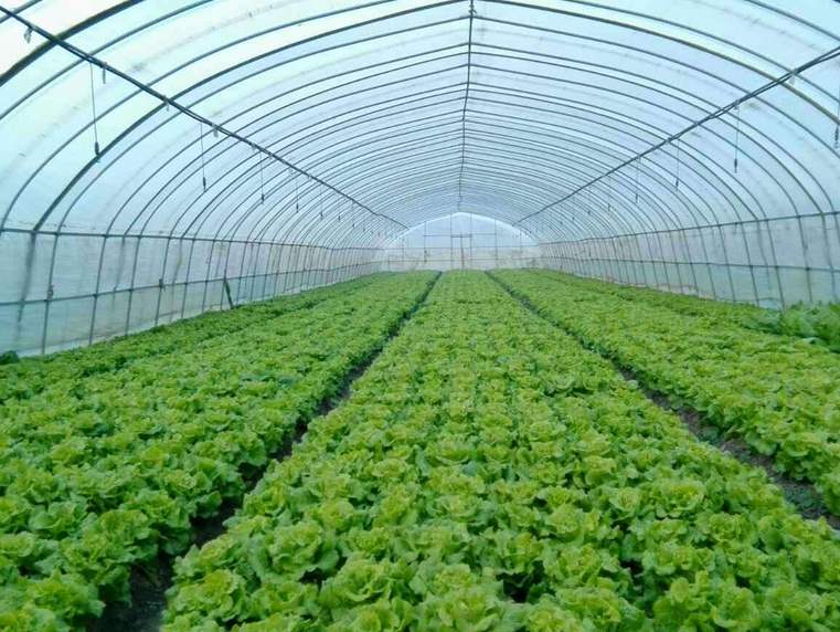 溫室大棚種植效益怎么提高？一定要做好這4點！