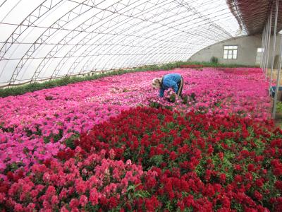 怎么管理溫室大棚收益更高？