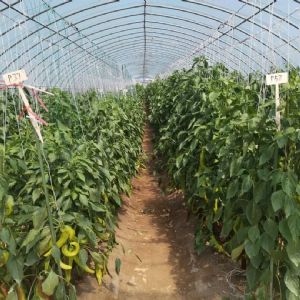 <img src=upfile/images/2021/10/27/small3_16353022749093596.jpg height=150>